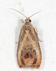 Olethreutes hamameliana