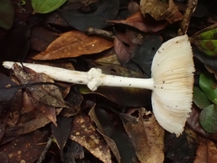Amanita xylinivolva