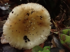 Amanita xylinivolva