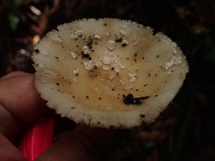 Amanita xylinivolva