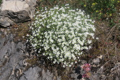 Arenaria montana