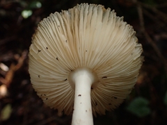 Amanita xylinivolva