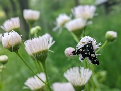 Pseudothyris sepulchralis