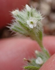 Cryptantha affinis