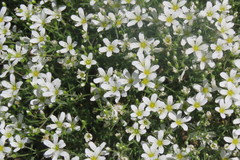 Arenaria montana
