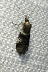 Acrobasis vaccinii