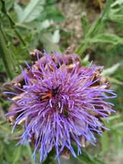 Stictoleptura cordigera