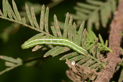 Cutina distincta