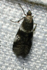 Acrobasis vaccinii