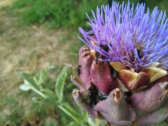 Stictoleptura cordigera