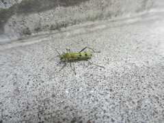 Chlorophorus muscosus