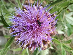 Stictoleptura cordigera