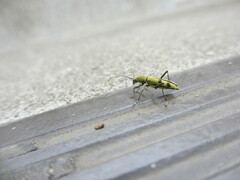 Chlorophorus muscosus