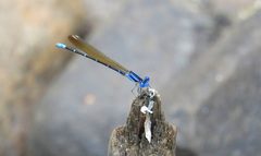 Argia albistigma