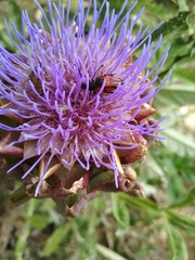 Stictoleptura cordigera