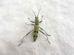 Chlorophorus muscosus