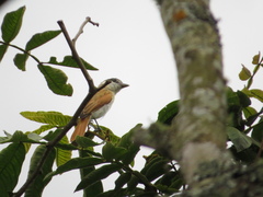 Pachyramphus rufus