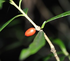 Daphne arisanensis