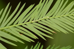 Cutina distincta