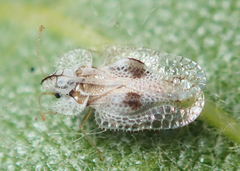 Corythucha confraterna