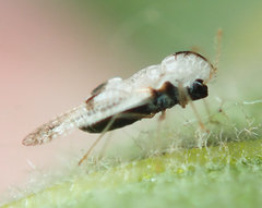 Corythucha confraterna