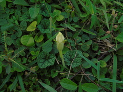 Trichosanthes scabra