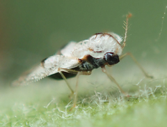 Corythucha confraterna