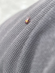 Euscelus biguttatus