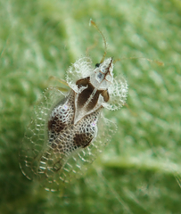 Corythucha confraterna