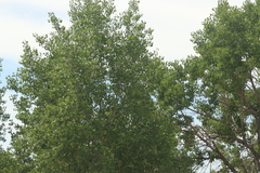 Populus deltoides monilifera