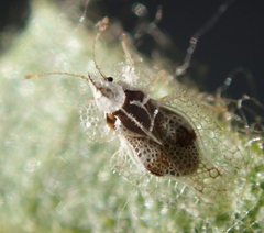 Corythucha confraterna