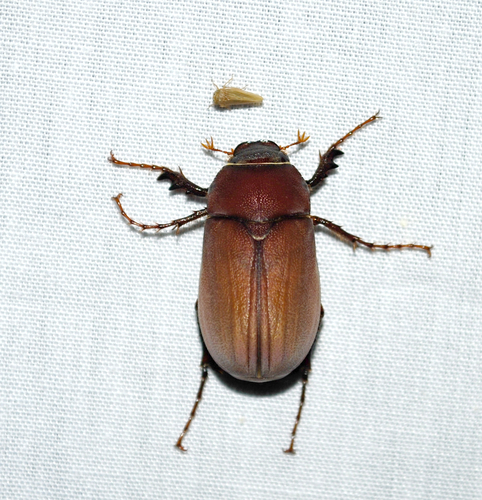 Phyllophaga submucida