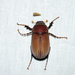 Phyllophaga submucida - Photo (c) Jay Pruett,  זכויות יוצרים חלקיות (CC BY-NC), הועלה על ידי Jay Pruett