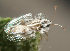 Corythucha confraterna