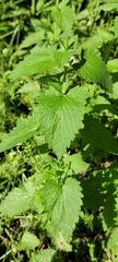 Nepeta cataria