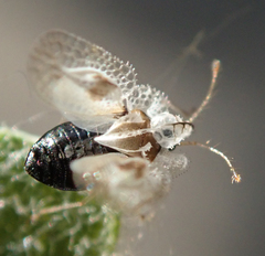 Corythucha confraterna