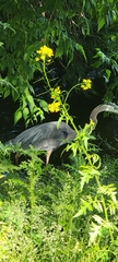 Ardea herodias
