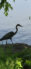 Ardea herodias