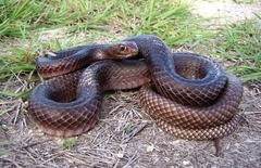 Masticophis flagellum flagellum