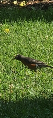 Turdus migratorius