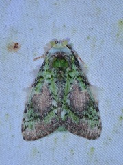 Somera viridifusca