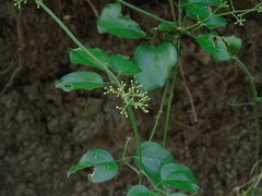 Jasminum didymum