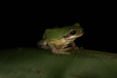 Hyla chinensis