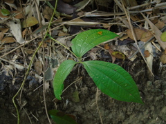 Dioscorea hispida