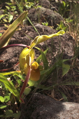 Phragmipedium longifolium