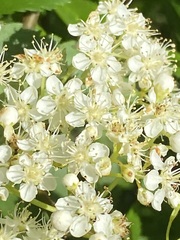 Filipendula ulmaria