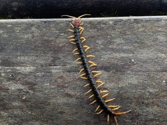 Scolopendra mutilans
