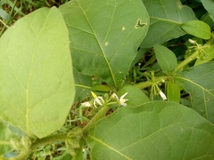 Solanum jamaicense