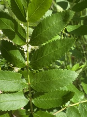 Filipendula ulmaria