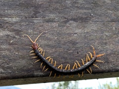Scolopendra mutilans